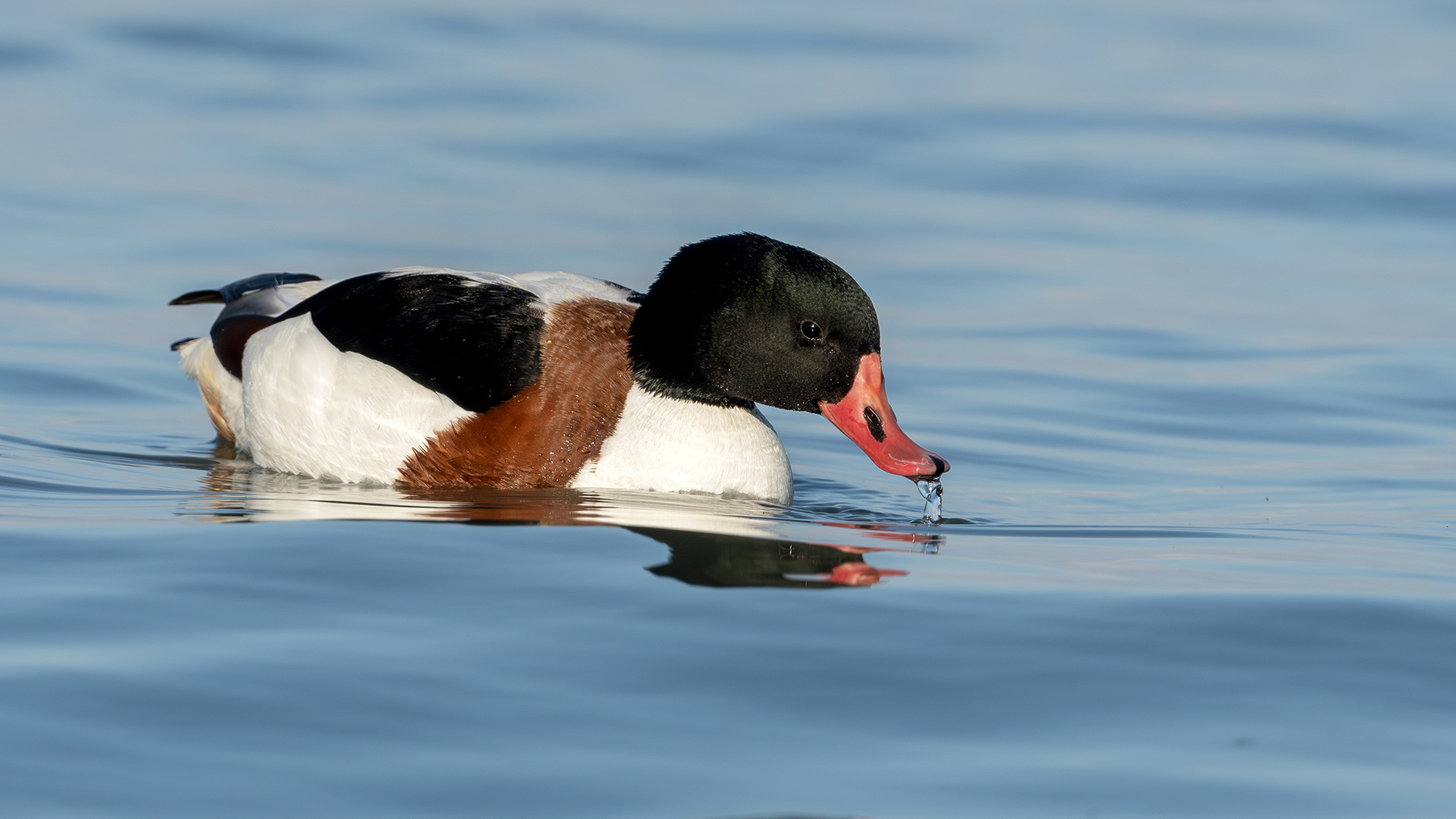 Common Shelduck